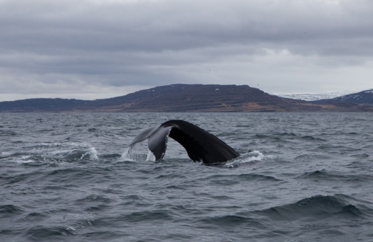 Whale watching in Isafjordur (c) Clara Vannucci