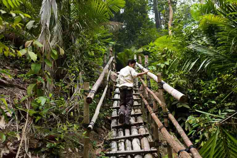 Malesia, settembre 2015. The jungle of Pangkor Laut.